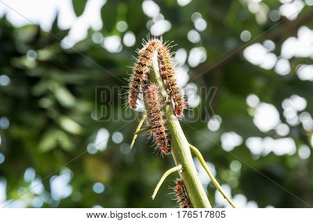 A Group Of Moth Caterpillars On Leaf