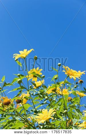 Beautiful yellow flowers in Thailand. Tree marigold