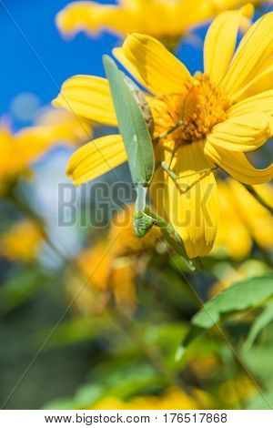 grasshopper on Beautiful yellow flowers in Thailand.Tree marigold