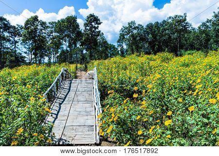 Beautiful yellow flowers in Thailand Tree marigold