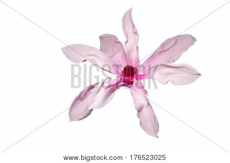 Pink Magnolia Flower Isolated on White Background