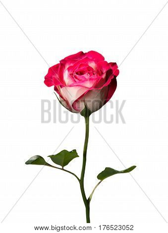 Pink and White Rose Isolated on White Background