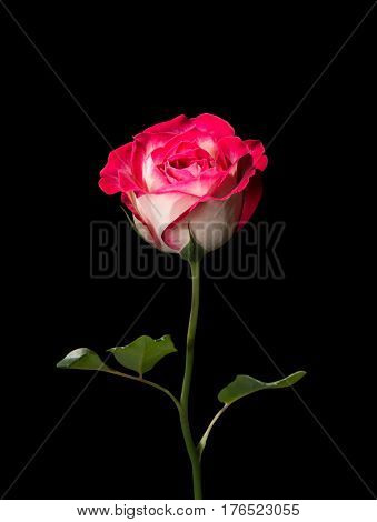 Pink and White Rose Isolated on Black Background