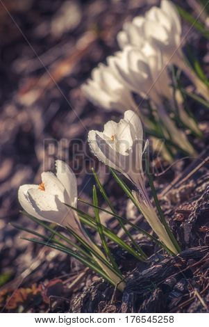 White Crocus_2
