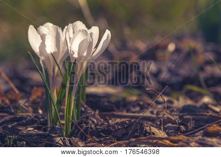 White Crocus_25