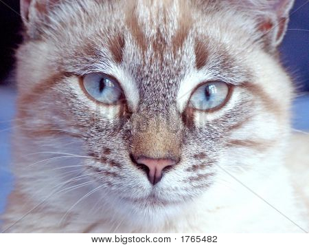 Mavi gözlü kedi