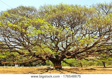 Largest Monkey Pod Tree in Kanchanaburi Thailand