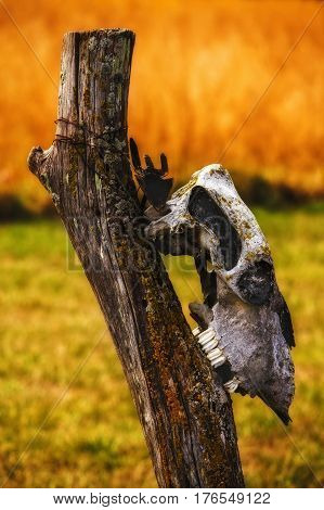 Image of an animal skull on a log with a farm tool