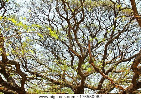 Largest Monkey Pod Tree in Kanchanaburi Thailand