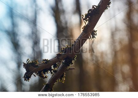 Dosh and cobweb on a branch in the sunlight