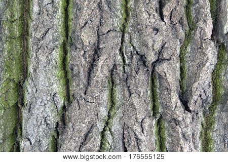 Tree bark texture abstract fone moss, anophyte