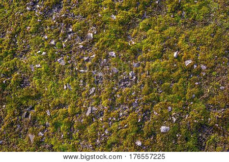 Moss on the asphalt. Moss in the sun. Lichen on the ground. Moss for background.