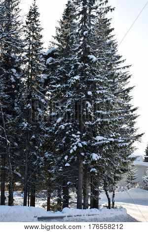 high old spruce tree in the snow in the snow