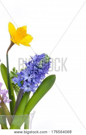 Spring flowers - hyacinth and narcissus on white background.
