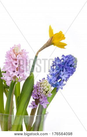 Spring flowers - hyacinth and narcissus on white background.