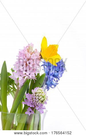 Spring flowers - hyacinth and narcissus on white background.