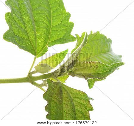 Siam weed or Ageratum houstonianum isolated on white background