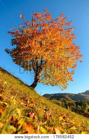 Yellow and orange colored tree on a steep hill with blue sky as background