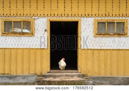 White rooster getting out from traditional shed