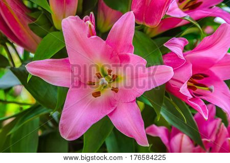Beautiful giant pink lily flower close-up with green foliage at the background. Close up of an oriental tiger lilly. Big pink lily close-up on a background of green leaves top view.