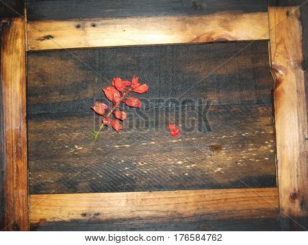 Composition with flowers and a wooden frame on a wooden background