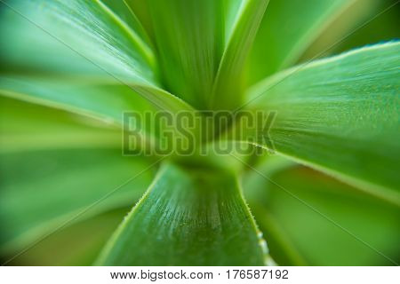 Macro of a Succulent plant with blurred background