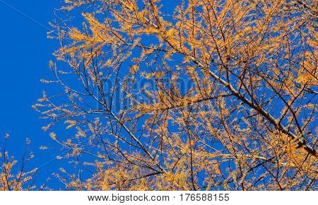 Autumn Scenery In Nikko, Japan