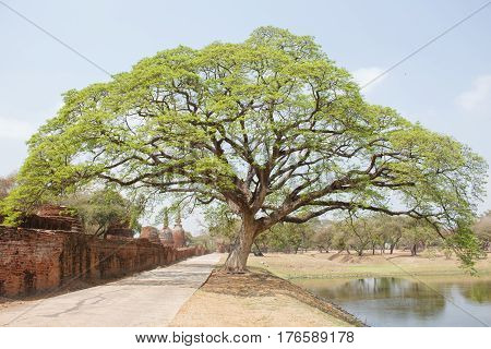 Spring meadow with big tree with fresh green leaves