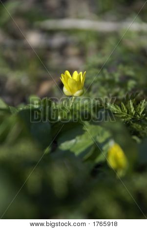 Gele bloem 