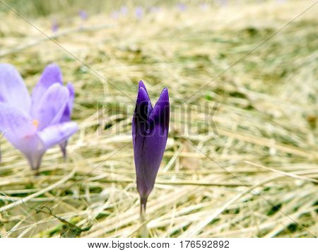 Beautiful purple spring flowers , saffron , crocus , (Crocus heuffelianus)