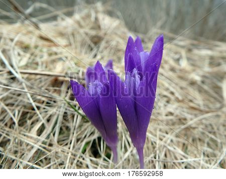 Beautiful purple spring flowers , saffron , crocus , (Crocus heuffelianus)