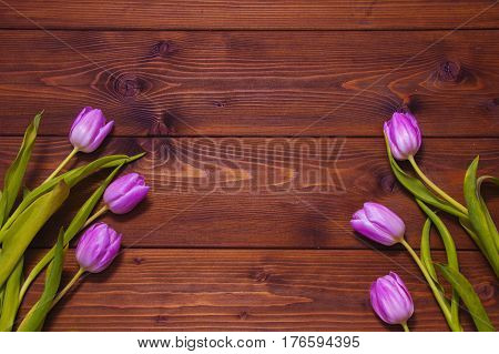 Early tulips on a brown wooden background