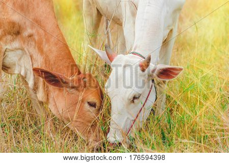Cows is feeding grass. Cows is feeding grass in the field.