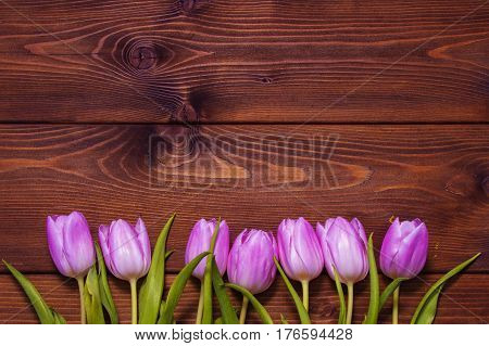 Early tulips on a brown wooden background