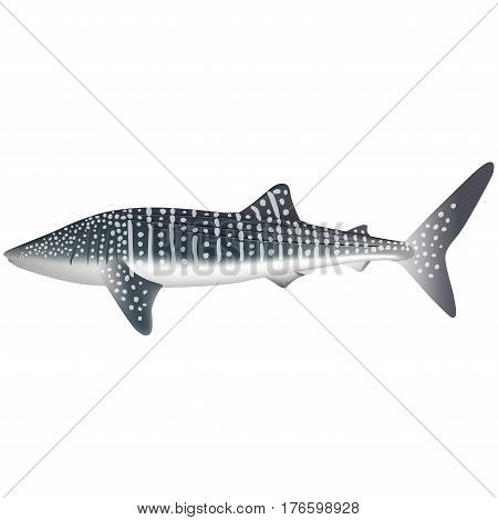 Whale Shark