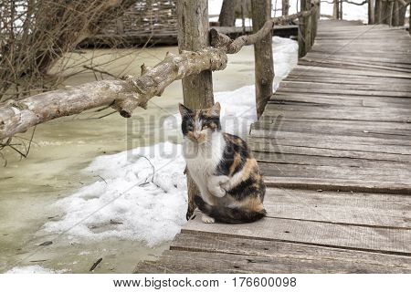 Tortoiseshell cat sits with raised paw on a wooden bridge at the abandoned village in Ukraine