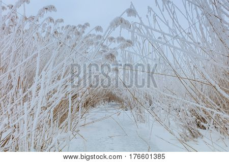 lake in winter. Location: Comana Natural Park Romania.