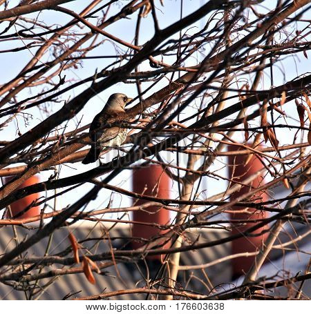 Fieldfare in a mountain ash. the Latin name of this bird - Turdus pilaris. It is not visible among the branches. Protective coloration helps him.
