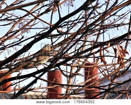 Fieldfare in a mountain ash. the Latin name of this bird - Turdus pilaris. It is not visible among the branches. Protective coloration helps him.