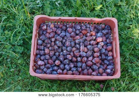 Plums in the plastic basket autumn harvest