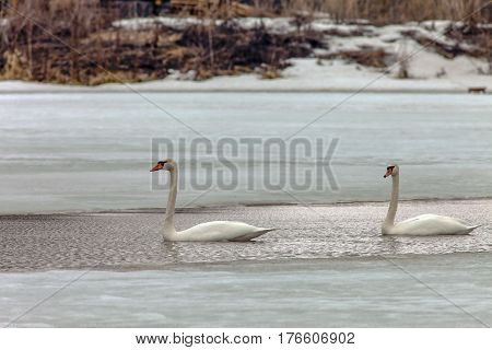 Beautiful White Swans In The Early Spring