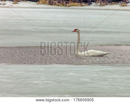 Beautiful White Swans In The Early Spring