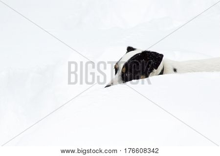 Cute funny dog portrait of Jack Russell Terrier walking through very deep snow after a snowstorm with room for copy space or funny message to write social sharing image photography
