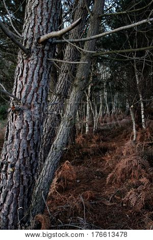 Dark unbeaten track through trees in wood