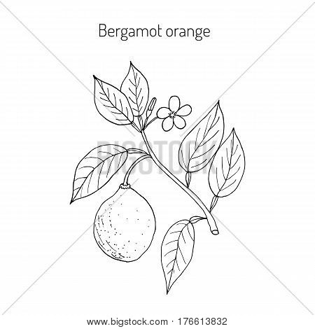 Bergamot orange Citrus bergamia. Hand drawn botanical vector illustration