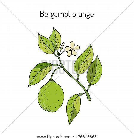 Bergamot orange Citrus bergamia . Hand drawn botanical vector illustration
