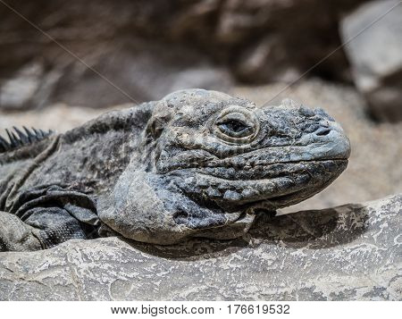 Grey iguana which lies on a rock