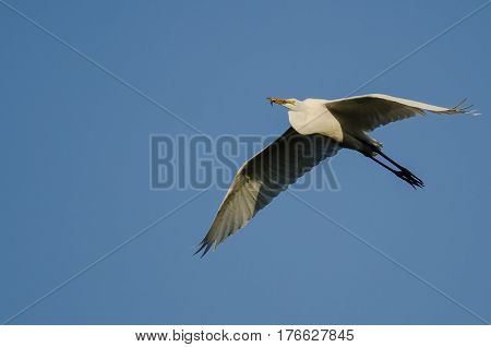 Great Egret Carrying a Caught Fish as it Flies in a Blue Sky