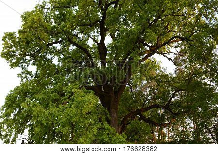 Majestic green crown of secular oak close-up