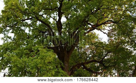 Majestic green crown of secular oak close-up